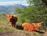 49 Mucche highlander, originarie della Scozia